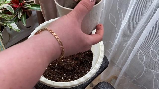 Будни цветовода | Пересадка аглаонемы и хойи | Обзор растений из теплички | 25.04.2022г. смотреть онлайн