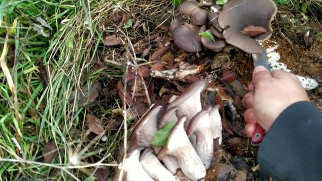 Собираю гриб ВЕШЕНКУ на ДЕРЕВЬЯХ//КАК найти ВЕШАНКУ?ГДЕ её СОБИРАТЬ?КРЫМ//Сбор ГРИБОВ! смотреть онлайн