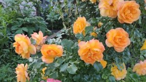 Роза плетистая САХАРА. Обзор сорта.