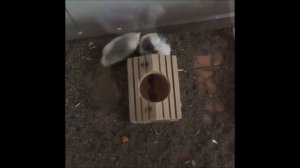 Смешные хомяки №6