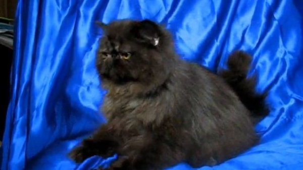 Персидская кошка питомника кошек PCA - Black Persian cat