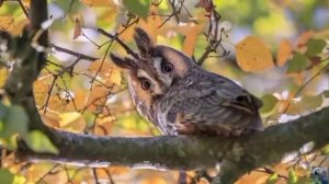 Голоса птиц: ушастая сова