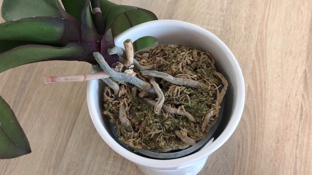 Бриллиантовая бабочка Phalaenopsis Sogo Diamond 'HLW'!