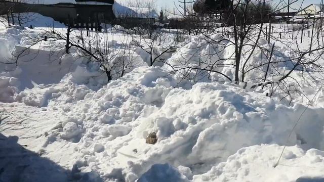 Снег на Алтае. Спасение фруктовых деревьев. смотреть онлайн
