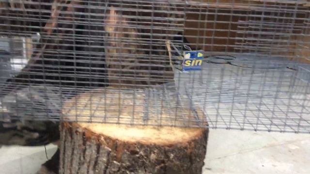 Ловушка для суслика, белок смотреть онлайн