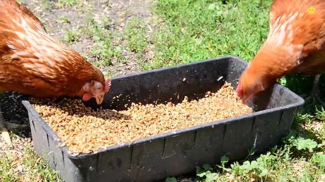 Animals For Kids 25 Min Farm Animal Sound