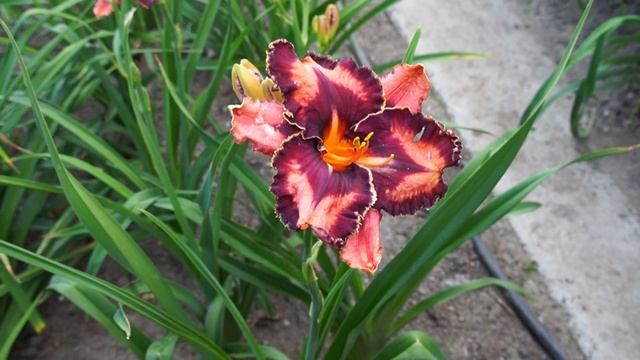 Лилейник EXTRAVAGANT смотреть онлайн