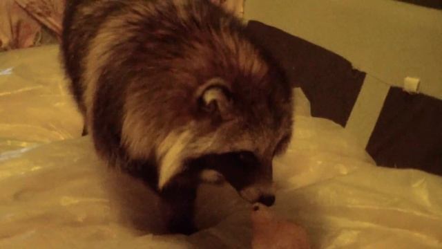 UTYA THE RACCOON DOG: NATURAL TOYS