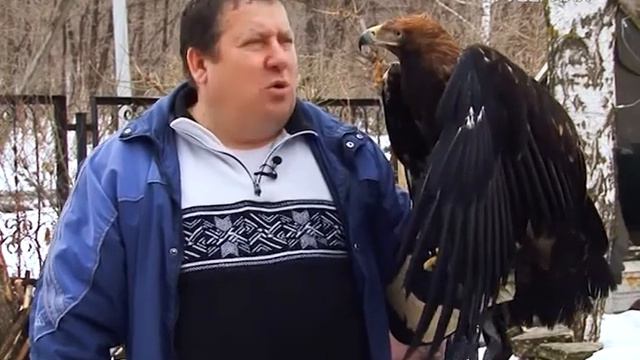 Лапы и хвост 02.04.2017. Клуб любителей животных смотреть онлайн