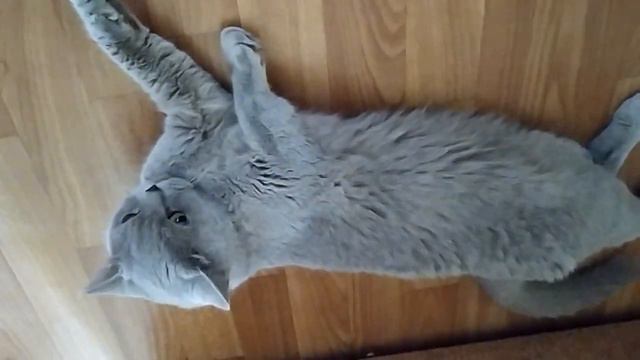 Шотландская прямоухая кошечка гуляет