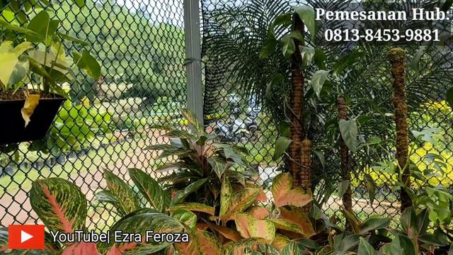 STOK TERUPDATE MENJELANG RAMADHAN, BANYAK PROMO DI LAPAK DUA BERSAUDARA FLORA смотреть онлайн