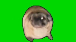 Мем про мопса (футаж для видео)