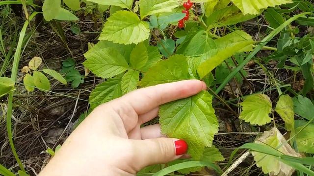 #Костяника #Ягода смотреть онлайн