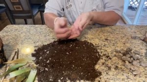 Спасаю залитый Алоэ. Пересадка.