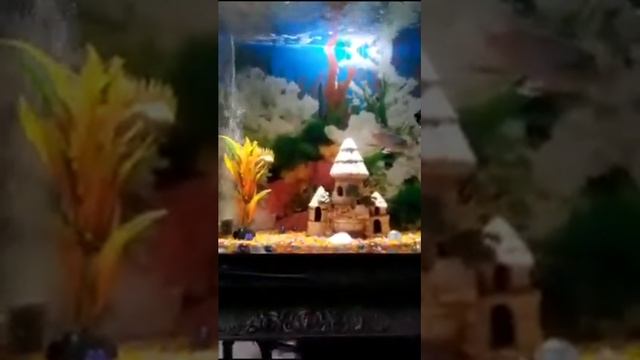 Как Очистить Аквариум Быстро И Дешево смотреть онлайн