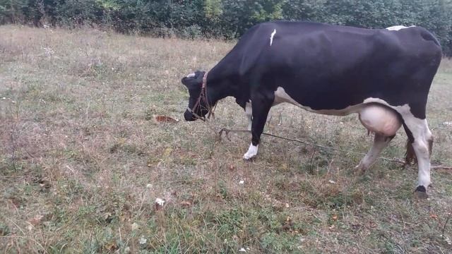 Ох, уж эти премиксы. смотреть онлайн