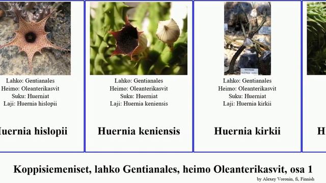 Koppisiemeniset, lahko Gentianales, heimo Oleanterikasvit, osa 1 hoya huernia carissa ditassa Fuse смотреть онлайн