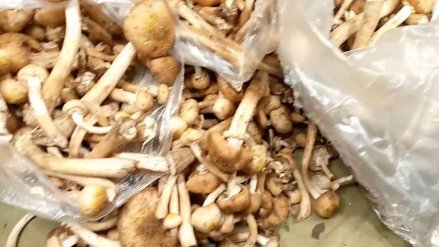 Сколько можно хранить грибы в холодильнике. смотреть онлайн