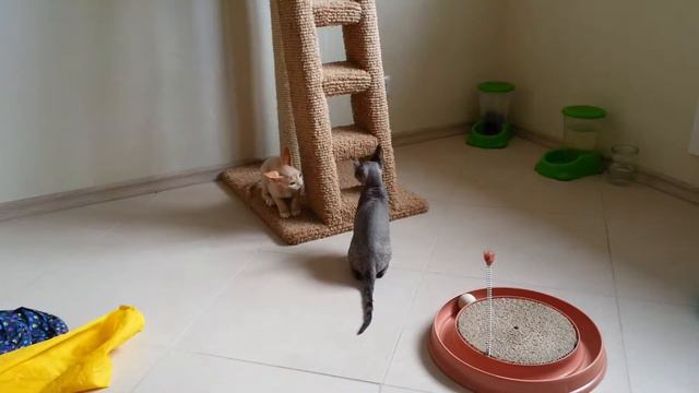 Котята девон рекс питомник Gizzmo. Goldy. смотреть онлайн
