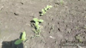 МТЗ-1221 на междурядной обработке подсолнечника.