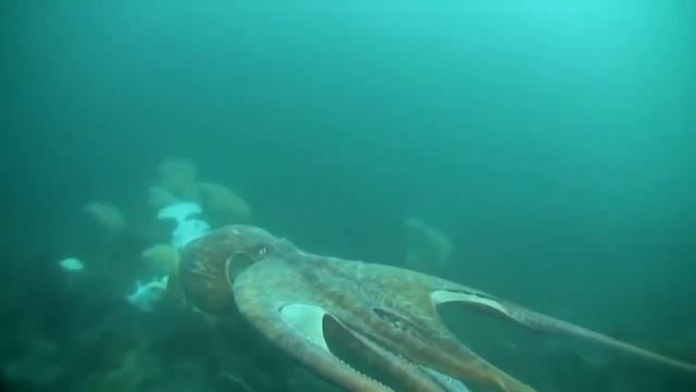 САМЫЙ БОЛЬШОЙ ОСЬМИНОГ смотреть онлайн