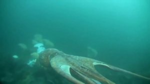 САМЫЙ БОЛЬШОЙ ОСЬМИНОГ