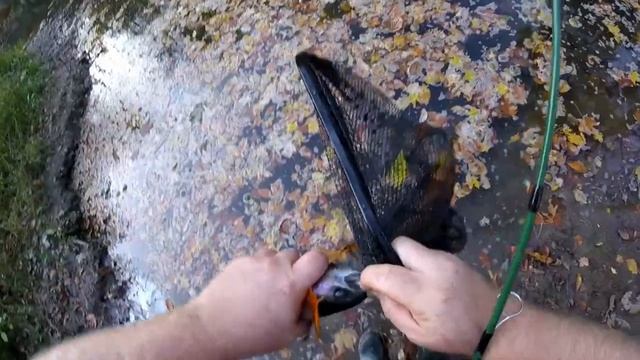 Catch Rainbow Trout from Small Creeks with Berkley gulp minnows