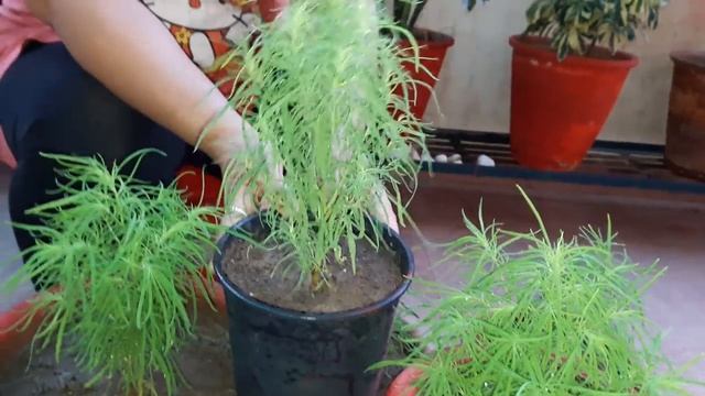 How To Grow And Care Kochia || 18 April, 2017