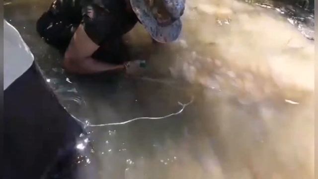 САЗАН Большой и много других речных рыб смотреть онлайн