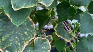 Посеяли семена в кубик на второй сезон. Огурец Северин F1. Пришел результат с лаборатории. Антракно