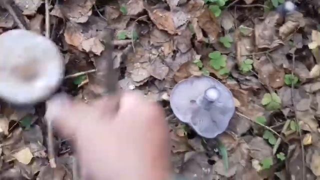 Поздние грибы. Рядовки фиолетовые... смотреть онлайн