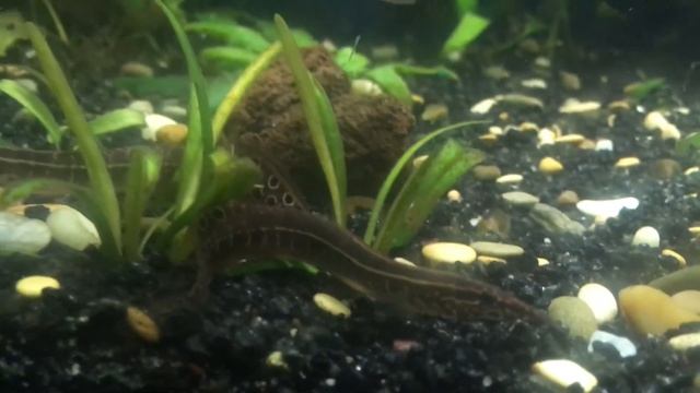 Макрогнатус Глазчатый смотреть онлайн