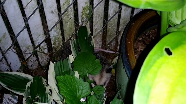 Possums! Gardener's Friend or Foe? What Possums Eat. смотреть онлайн