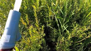 9. Эжектор из канализационной трубы и электронасоса. Результаты впечатляют.