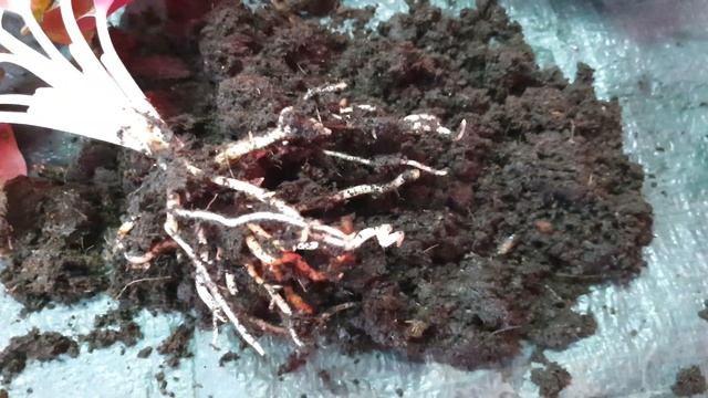 Аглаонема Dark Star (Тёмная Звезда) она же Fln-09 (флн09) смотреть онлайн