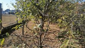 карликовая груша