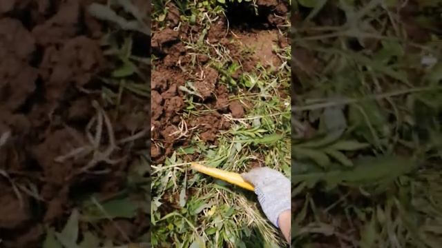 Поле у старой деревни смотреть онлайн