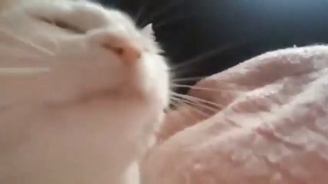 Cat Vibing Original смотреть онлайн