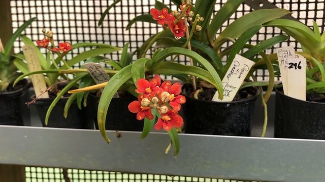 Sarcochilus Orchid Collection Varieties and Breeding смотреть онлайн