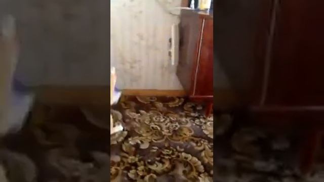 Кот умнее человека смотреть онлайн