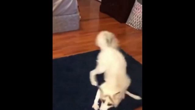 Завели лису дома смотреть онлайн