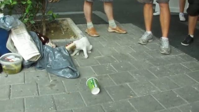 cat кот кушает тушенку, застряла голова))))) смотреть онлайн