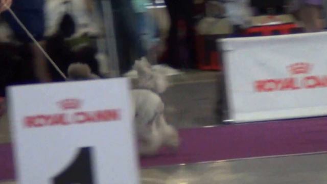 00093 Сравнение мини серые. Моно ЕКБ 23.04.16. смотреть онлайн