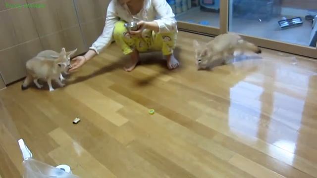 Fox Fennec eats! Фенек хитрый лис кушает! смотреть онлайн