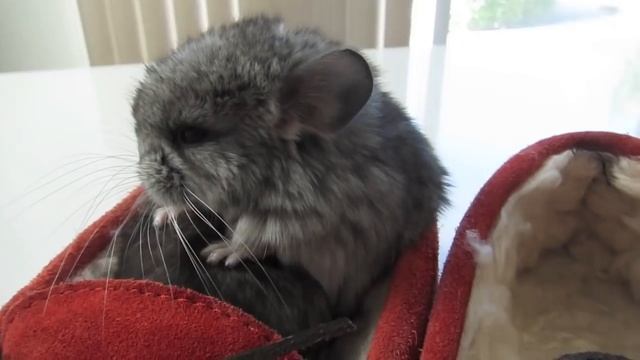 Two Chinchillas, One Shoe смотреть онлайн