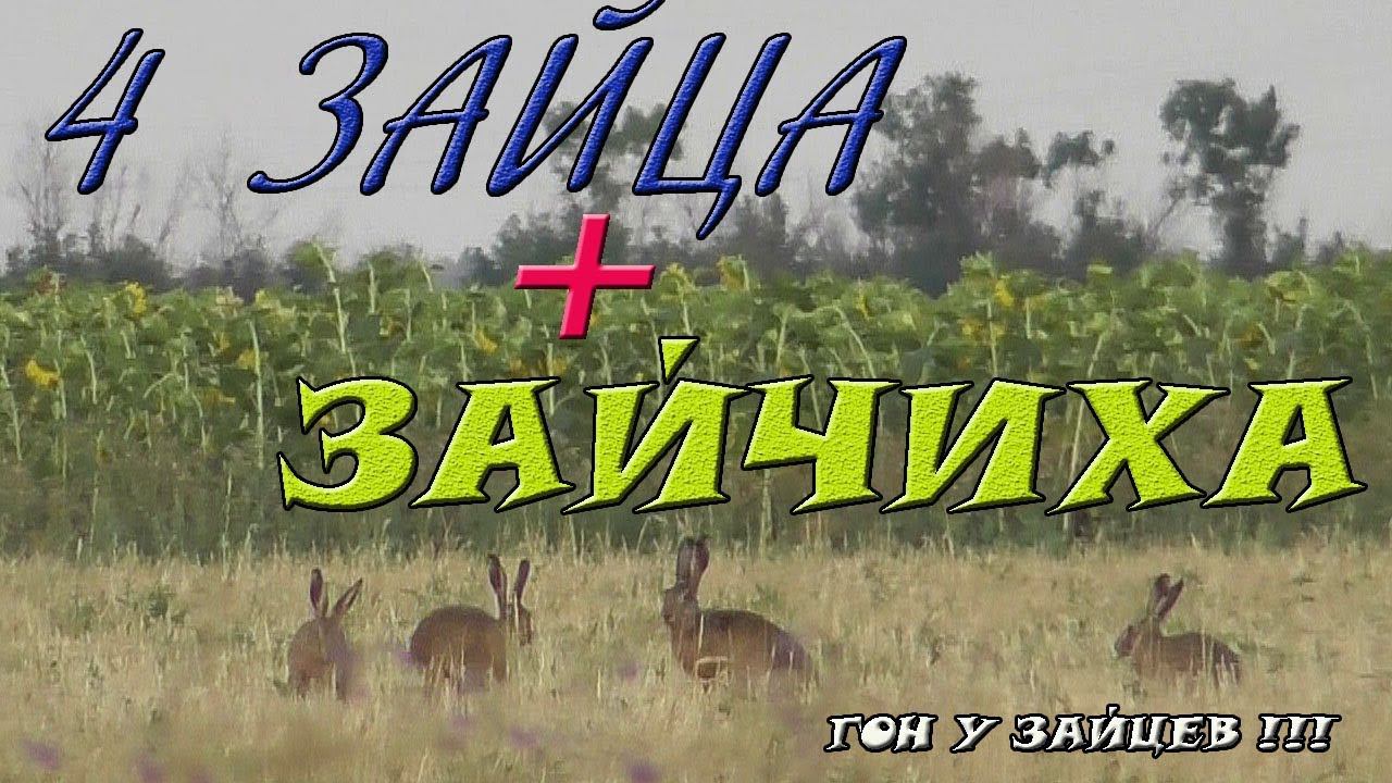 Гон у зайцев в июле смотреть онлайн