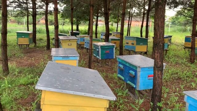 РОЕНИЕ ПЧЁЛ МЕДОНОСНЫХ.