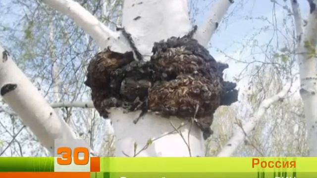 НОВОСТИ ЗДОРОВЬЯ! смотреть онлайн