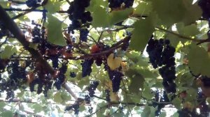 Виноград сорт Маркетт 2022год,лучший винный сорт