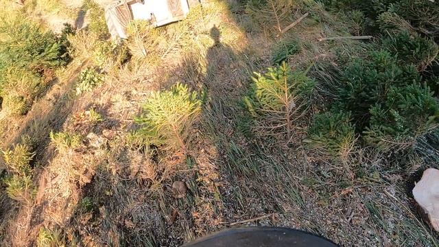 LKT 81 Turbo-Ťažba kôrovcovej kalamity s Marekom.Stihl ms 500i mechanicky klyn.Jedno staršie video. смотреть онлайн